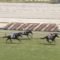 【競馬】ステルヴィオの新馬戦のタイムランクがAwwwwwwww