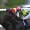 【競馬/宝塚記念】サトノクラウンが宝塚記念を連覇すると思ってるのは俺だけ?