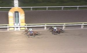 【競馬/東京大賞典】ケイティブレイブ目野調教師「馬は絶好調。アッと言わせる競馬をやってもらえると思います」 【競馬/東京大賞典】ケイティブレイブ目野調教師「馬は絶好調。アッと言わせる競馬をやってもらえると思います」