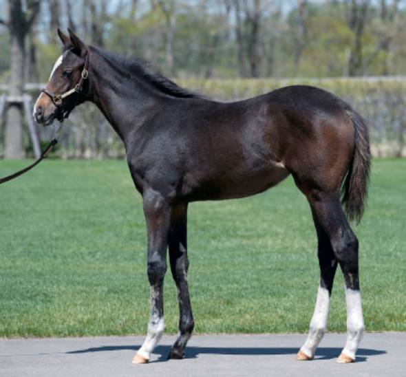 【競馬】一口馬主向け「ＤＭＭバヌーシー」8月5日サービス開始発表！