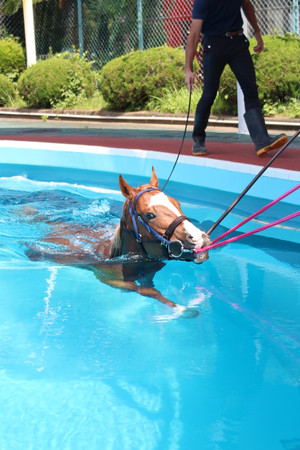 【競馬】2019年から、降級制度廃止の影響は？条件戦の着狙いが捗る