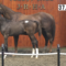 【競馬/セレクトセール2018】ホウオウでお馴染みの小笹オーナー2億4000万の馬を買ってしまい「目まいがしてます」