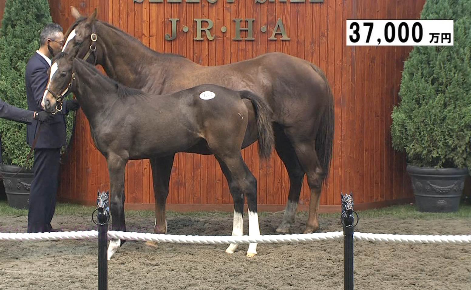 【競馬】今年のセレクトセールは厳しい結果が予想される