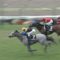 【競馬/札幌記念】マウントロブソンが理由してるのってモレイラだからだよな