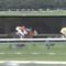 【競馬】1992年のイクノディクタスのローテ無茶苦茶すぎｗｗｗｗｗｗｗｗｗｗｗ