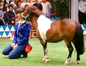 【競馬】菜七子騎手「キタサンブラックに乗ってみたい」ファンイベントでグッズが１１万円超で落札