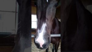 【競馬】シーザリオの娘、2歳牝馬シーリアが可愛すぎると話題に