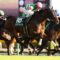 【競馬】無冠の帝王ステファノスが9.26のオールカマーへ！！