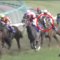 【競馬】菊花賞戦線がつまらなすぎる件【アドミラブル脱落】