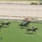 【競馬/2歳新馬】オルフェーヴル産駒ロックディスタウンつえええええｗｗｗｗｗｗ 上がり3F32秒5！