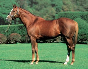 【競馬】オルフェ産駒の超期待馬シンハラージャはノーザン早来1、2のスピード