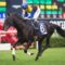【競馬】重賞未勝利フィエロ、インドで種牡馬にｗｗｗｗｗｗ