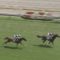【競馬/アルテミスS】ラッキーライラック快勝！オルフェーヴル産駒、2歳重賞2勝目 wwww wwww wwww