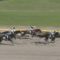 【競馬/レパードS】ルメールがツマーる騎乗で1.5倍エピカリスを3着に飛ばす