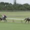 【競馬/中山記念】マルターズアポジーの複勝買うやつwww