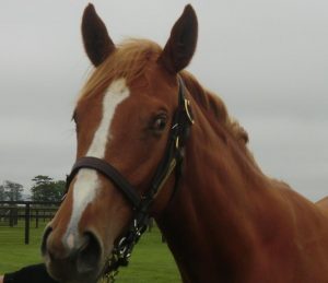 【競馬/2歳新馬】怪物オルフェーヴルにそっくりな全妹デルニエオール普通に勝ちそう 【競馬/2歳新馬】怪物オルフェーヴルにそっくりな全妹デルニエオール普通に勝ちそう