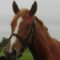 【競馬/2歳新馬】怪物オルフェーヴルにそっくりな全妹デルニエオール普通に勝ちそう