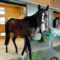 【競馬/神戸新聞杯】ダンビュライトの音無激怒！「指示した時計と違う！二秒も早い。思惑が外れた」