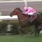【競馬/スプリンターズS】外国馬唯一参戦のブリザードについて知ってること