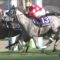 【競馬】スプリンターズS連覇レッドファルクス、海外遠征見送り年内は国内専念