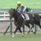 【競馬】エアウィンザーの成績【6-5-1-1】⬅これ