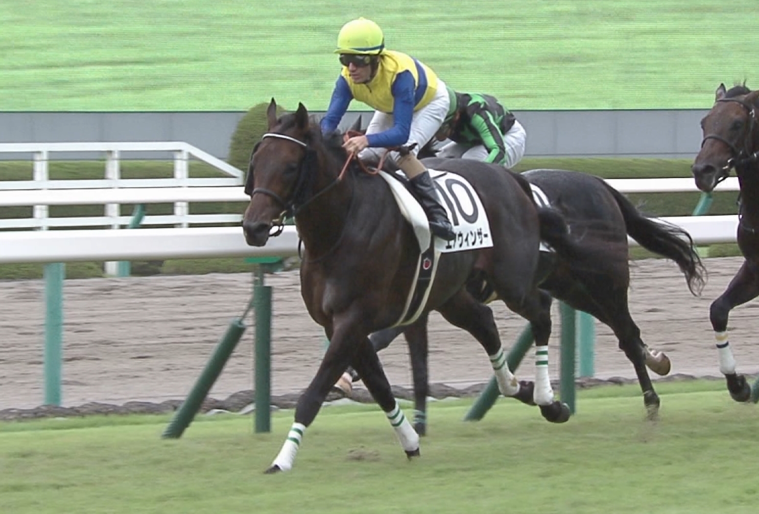 【競馬】エアウィンザーの成績【6-5-1-1】⬅これ