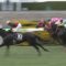 【競馬/マイルCS】サングレーザー3倍台の一番人気ｗｗｗｗｗｗｗｗｗｗ