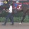 【競馬/セントライト記念】アルアイン＋１０ｋｇｗｗｗｗｗｗｗｗｗｗｗｗ