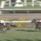 【競馬/セントライト記念】ミッキースワロー強すぎ世代ナンバーワンだろこれ