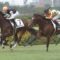 【競馬】オルフェ産駒ムーンレイカーの成績・・2着2着2着2着2着3着3着