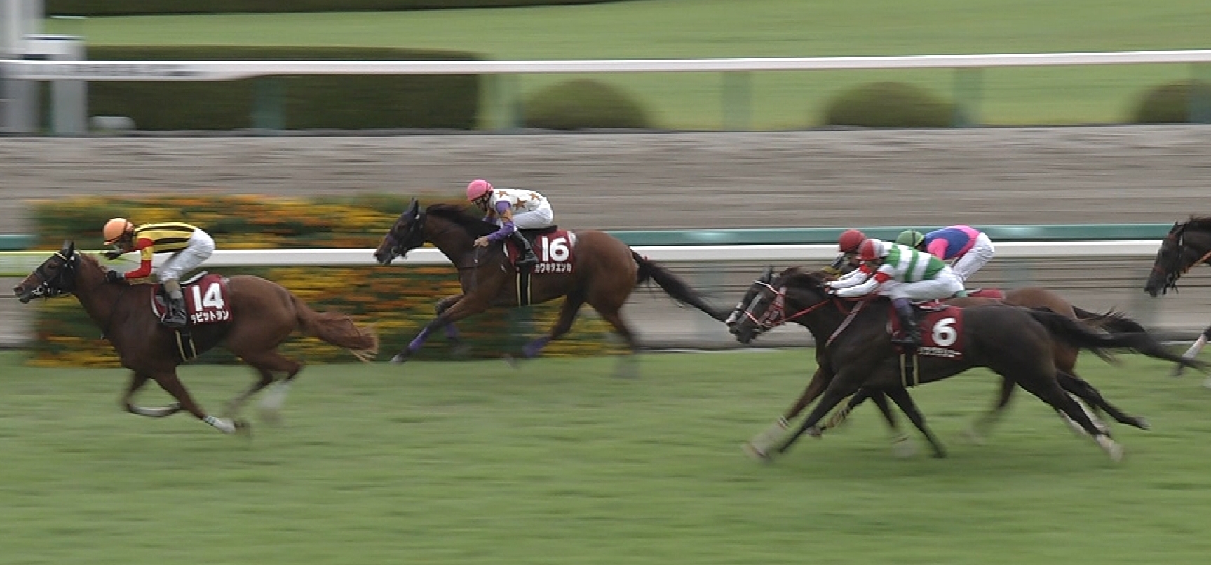 【競馬/ローズS】はあ？ラビットラン？？？どんな爆穴だよwwwwwwwww