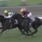 【競馬】netkeibaのサングレーザー（武豊→福永の乗り替わり）板がヤバイｗｗｗｗｗｗ