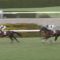 【競馬/神戸新聞杯】レイデオロ強すぎ