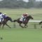 【競馬】プラタナス賞、ダートの怪物ロードトレジャーのオッズが美味しすぎる！！！！！