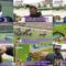 【競馬/天皇賞秋】天皇賞秋で逃げ切った馬はいない