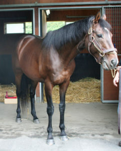【競馬】ノーザンF「ルーラーシップはスーパーサイアー」