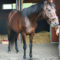 【競馬】ノーザンF「ルーラーシップはスーパーサイアー」