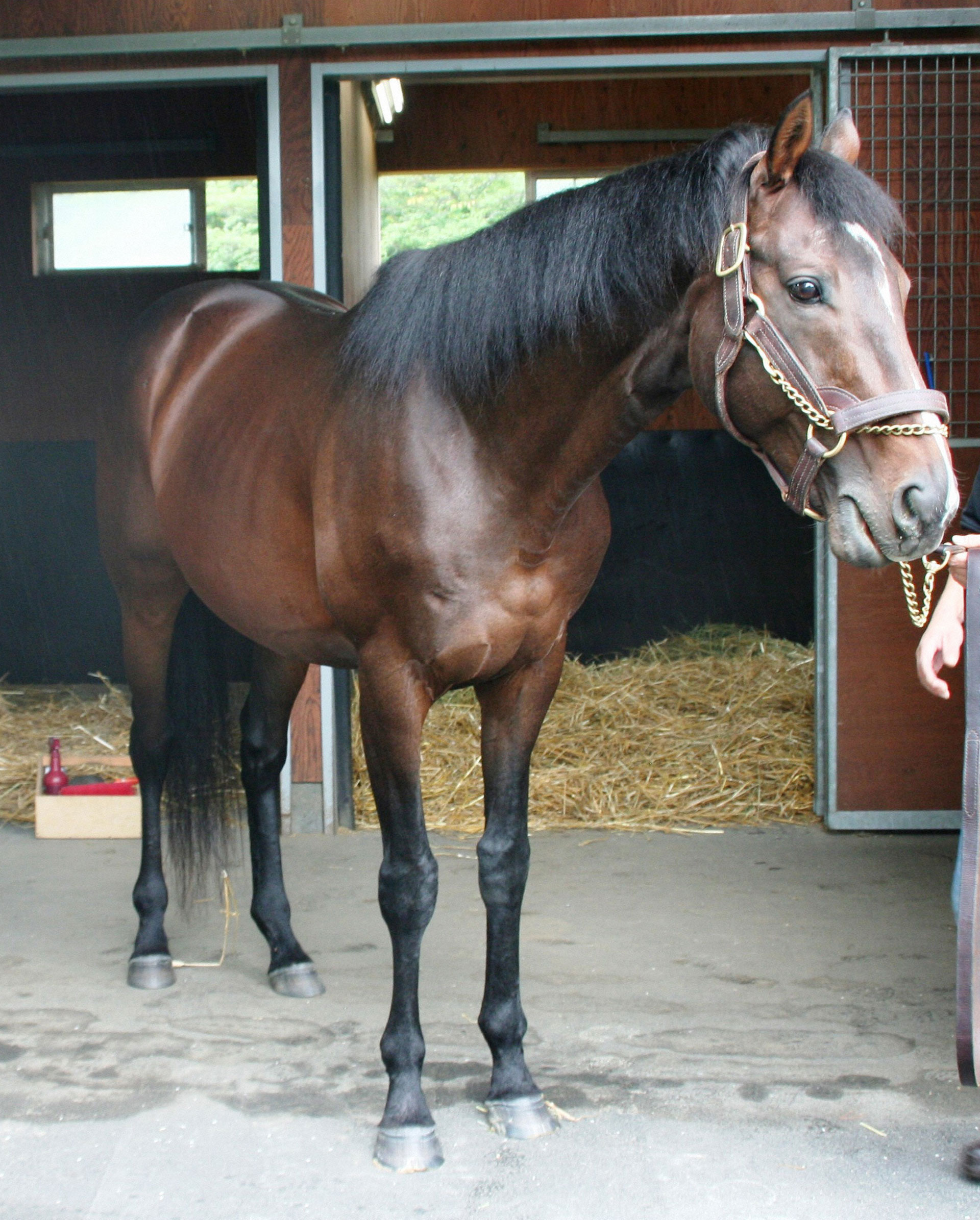 【競馬】ノーザンF「ルーラーシップはスーパーサイアー」