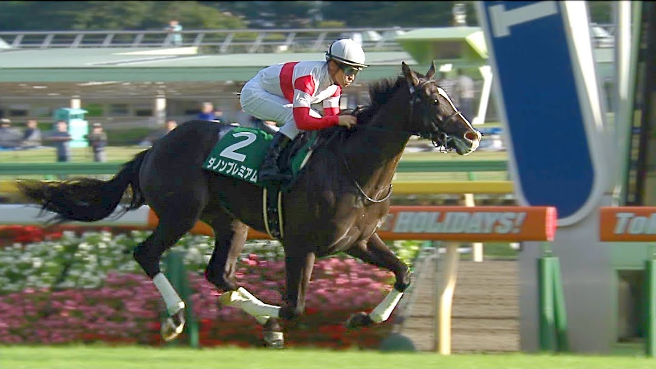 【競馬】ダノンプレミアムは夏は休養し、秋は毎日王冠から始動