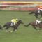 【競馬/2歳アイビーS】タニノフランケルとは何だったのか