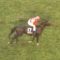 【競馬/天皇賞秋】ワンアンドオンリー17着、安田記念馬に先着！