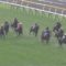 【競馬・天皇賞秋】悲報　日曜府中は重馬場っぽい