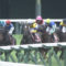 【競馬】フランケル産駒がパッとしない件について