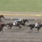 【競馬】天才菜七子。新潟3R サンデーレーシングの馬で快勝