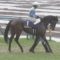 【競馬/菊花賞】ブレスジャーニーとはなんだったのか？？？？？