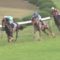 【競馬】内をついてスノーフェアリーがすぅーんごい脚