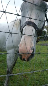 【競馬】テイエムオペラオー繁養先非公開の理由は石を投げつけたりをタテ髪盗んだりする奴が出たから