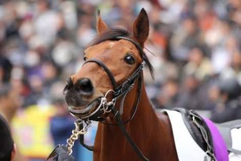 【競馬】ディサイファ好きなやつ正直に手をあげろ