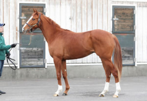 【競競】オルフェ牡馬期待のシンハラージャのデビュー日決まる