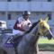 【競馬】悲報…牝馬ダート路線、1600万下を勝てる馬すらいないレベルになってもうメチャクチャ